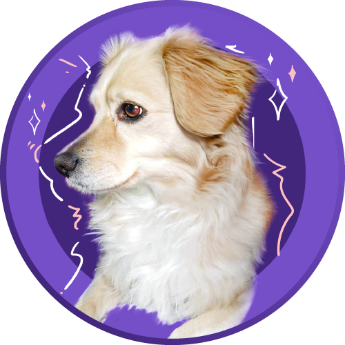 Sashi Somos Sashi Somos