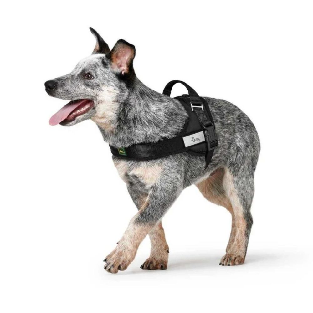 Hunter Noruego Racing - Arnes de Entrenamiento y Paseo para Perros - Imagen 2